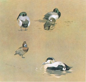 Wigeon, Scaup and Eider Duck